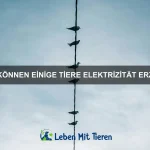 Welche Tiere haben die ungewöhnlichsten Bewegungsmuster?