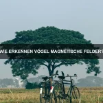 Wie passen sich Tiere an veränderte Umweltbedingungen an?