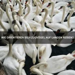 Tiere mit den außergewöhnlichsten Jagdmethoden