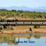 Welche Tiere haben die faszinierendsten Balzrituale?