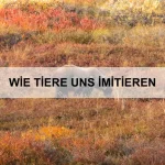 Wie sich Tiere bei Dunkelheit orientieren