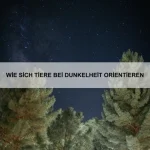 Wie Tiere mit Hitze umgehen