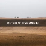 Wie sich Tiere bei Dunkelheit orientieren