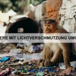 Wie Tiere ihre Territorien verteidigen