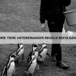 Wie Tiere Reue zeigen