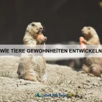 Wie Tiere ihre Umwelt formen