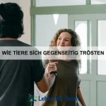Wie Tiere sich verstecken