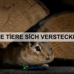 Wie Tiere Zuneigung zeigen