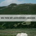 Wie Tiere Zuneigung zeigen