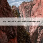 Wie Tiere Gruppendynamiken nutzen