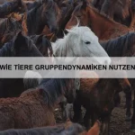 Wie Tiere mit Verlusten in der Gruppe umgehen