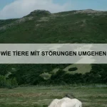 Wie Tiere mit anderen Arten kooperieren