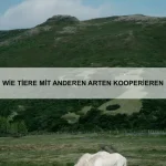 Wie Tiere mit Störungen umgehen
