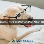Wie Tiere Unterstützung anbieten