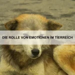 Wie Tiere Krankheiten erkennen