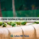 Wie Tiere lernen, Türen zu öffnen