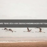 Warum Tiere singen