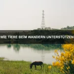 Wie Tiere Anpassung lernen
