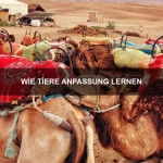 Was dein Haustier über deine Persönlichkeit verrät