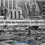 Wie Tiere mit Gruppenzwang umgehen