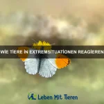 Wie Tiere auf Langeweile reagieren