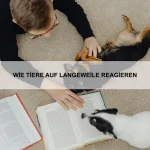 Wie Tiere Gefühle durch Geräusche ausdrücken