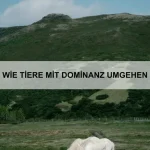 Wie Tiere Zugehörigkeit spüren