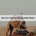 Wie Tiere soziale Bindungen aufbauen