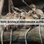Wie Tiere mit Konkurrenz umgehen