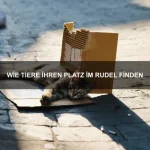 Wie Tiere Orientierung behalten