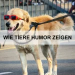 Wie Tiere ihren Platz im Rudel finden