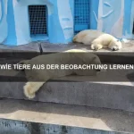 Wie Tiere sich gegenseitig führen