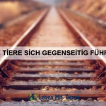 Warum Tiere Pausen machen