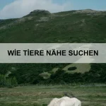 Wie Tiere Konflikte lösen