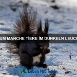 Wie Tiere ihr Zuhause gestalten