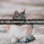 Tiersprache entschlüsseln: Was sagen uns Bellen, Miauen & Co.?
