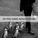 Wie Tiere mit Trennung umgehen