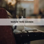 Wie Tiere auf Vorbilder reagieren