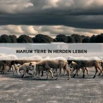 Wie Tiere sich mit der Gruppe abstimmen