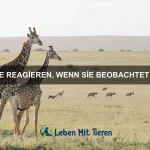 Wie Tiere mit Parasiten umgehen