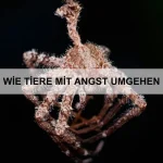 Wie Tiere einander motivieren