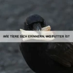 Wie Tiere sich Ziele setzen