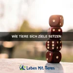 Wie Tiere sich erinnern, wo Futter ist