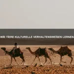 Wie Tiere sich Ziele setzen