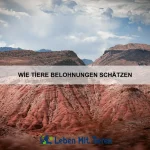 Wie Tiere kulturelle Verhaltensweisen lernen