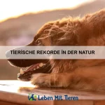 Tierische Lebensretter: Hunde, die Leben retten