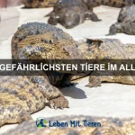 Wie Tiere Erinnerungen bewahren