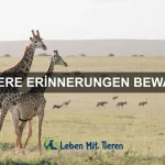 Wie Tiere mit Überraschung reagieren