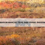 Wie Tiere Unterstützung suchen