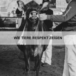 Wie Tiere Unterstützung suchen